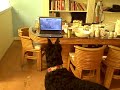 Giant Schnauzer Watching a Movie