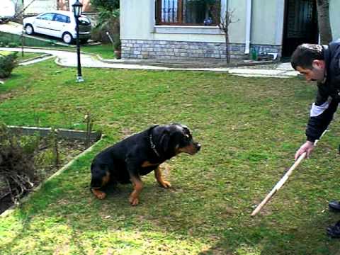 rotvaydır