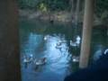 videos de The Goose whisperer !