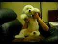 Broadway Bichon