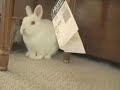 Cute Little Bunny Likes His Paper