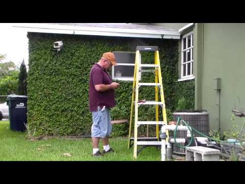 how to grow ivy on a wall