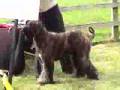 Afgano video