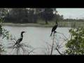 Bigua (Phalacrocorax olivaceus / brasilianus)