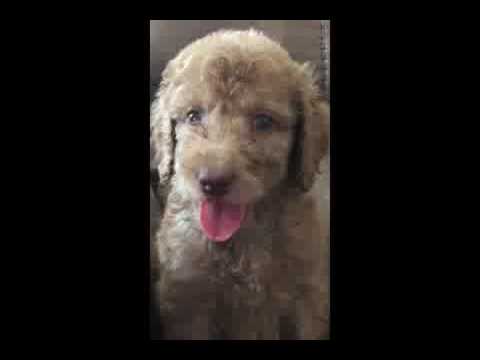 F1B Apricot goldedoodle puppy for sale