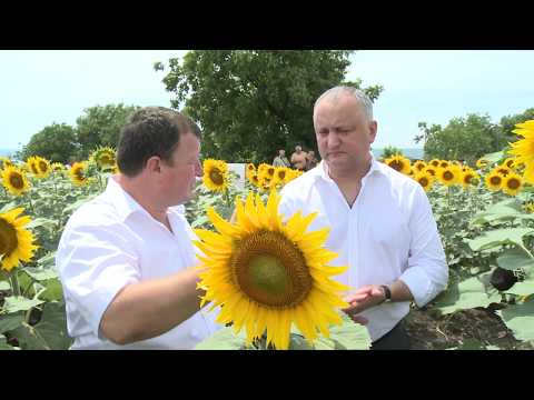 Игорь Додон ознакомился с ходом сельскохозяйственных работ в хозяйстве «М.И. Пачу»