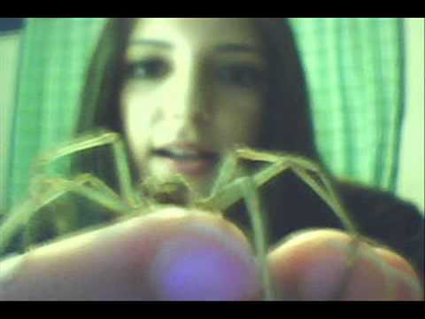 gigantea - Ok, well I figured I'd just do one video where you people can actually see and hear me, but I probably won't be doing this again for a looong time. I HATE ta...