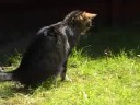 Minkus & Miou in the garden