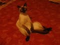 Sitting Cat