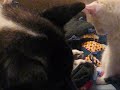 Birdie accidently dropped her toy, so Chief took it.  She took it back.