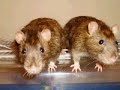 Ratty Awakening
