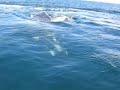 avistaje de ballenas, whale watching