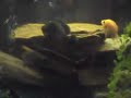 My 55 Gallon Tank Setup Lot of Fish My 55 Gallon Tank Setup Lot of Fish