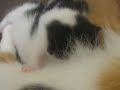 11 day old kittens