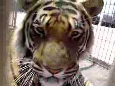 tiger yawn