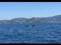 Killer Whale spotted off Phuket