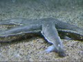 rare-deep-sea-frilled-shark-dying.html