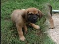 Kicker, the Dumpster Puppy - Foster Care