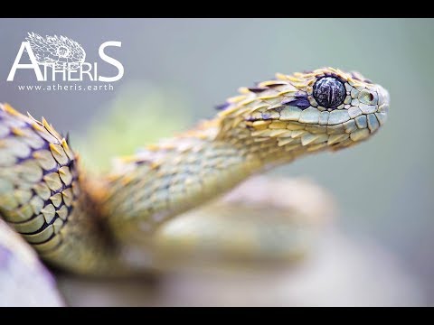 Atheris hispida aka hairy bush viper. I was happy to see 2 more of these  cool snakes after my first one was deep in shed. The keeled scales…