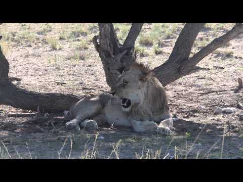 YouTube Preview Image