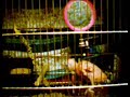 chicken the budgie chicken the budgie