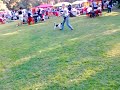 Smooth foxterrier.Training.Чижик Пыжик Стиляга из Москвы(Мэл)1