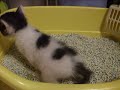 YouTubeサムネイル[gxQiHWuIbcg] - 1枚目