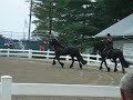 Clay Maier, Rein Dance Fresians