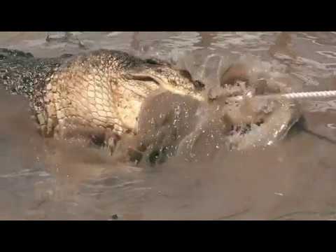 This Croc isn't coming without a fight!
