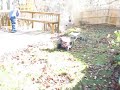 Mannion at it Again Pressure Washing Deck before Stain