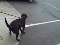 *ADOPTED*  Buck A163878 Humane Society Adopt