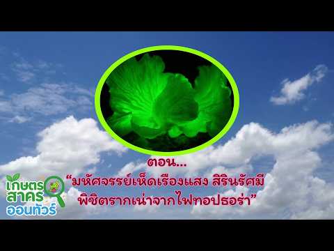 เกษตรสาครออนทัวร์ ตอน มหัศจรรย์เห็ดเรืองแสงสิรินรัศมี พิชิตรากเน่าจากไฟทอปธอร่า