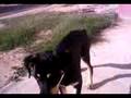 rottweiler alecto