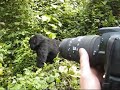 Gorillas in Rwanda