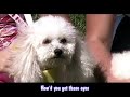 Bichon Bash Bichon Bash