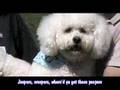 Bichon Bash