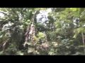 hijos de la coca... Ver Video
