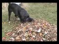 Tennis Ball in Fall