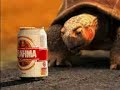 Comercial Antigo 2001 - Brahma Tartaruga 2 \"A Revanche\" Comercial Antigo 2001 - Brahma Tartaruga 2 \"A Revanche\"