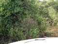 lion the kill a buffalo