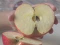 Rabbi Avigdor Miller Apples