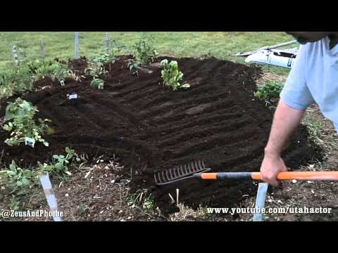 how to fertilize arugula