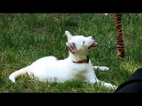 how to properly socialize a puppy