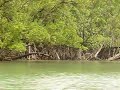 Mangrove Swamps, Phang Nga