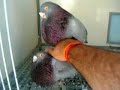 Haber que les parece,espero les guste