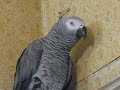 Где кошка?