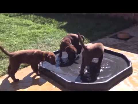 59 Days Old – Ruby’s Chocolate Labrador Retriever Puppies