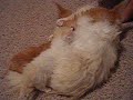 Munchkin Cat being eaten alive!!