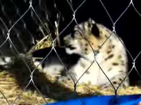clouded leopard roar