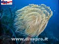 Immersione sul Cristo di Mazara del Vallo Divepro Diving Cen